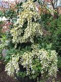 Pieris / Pieris japonica